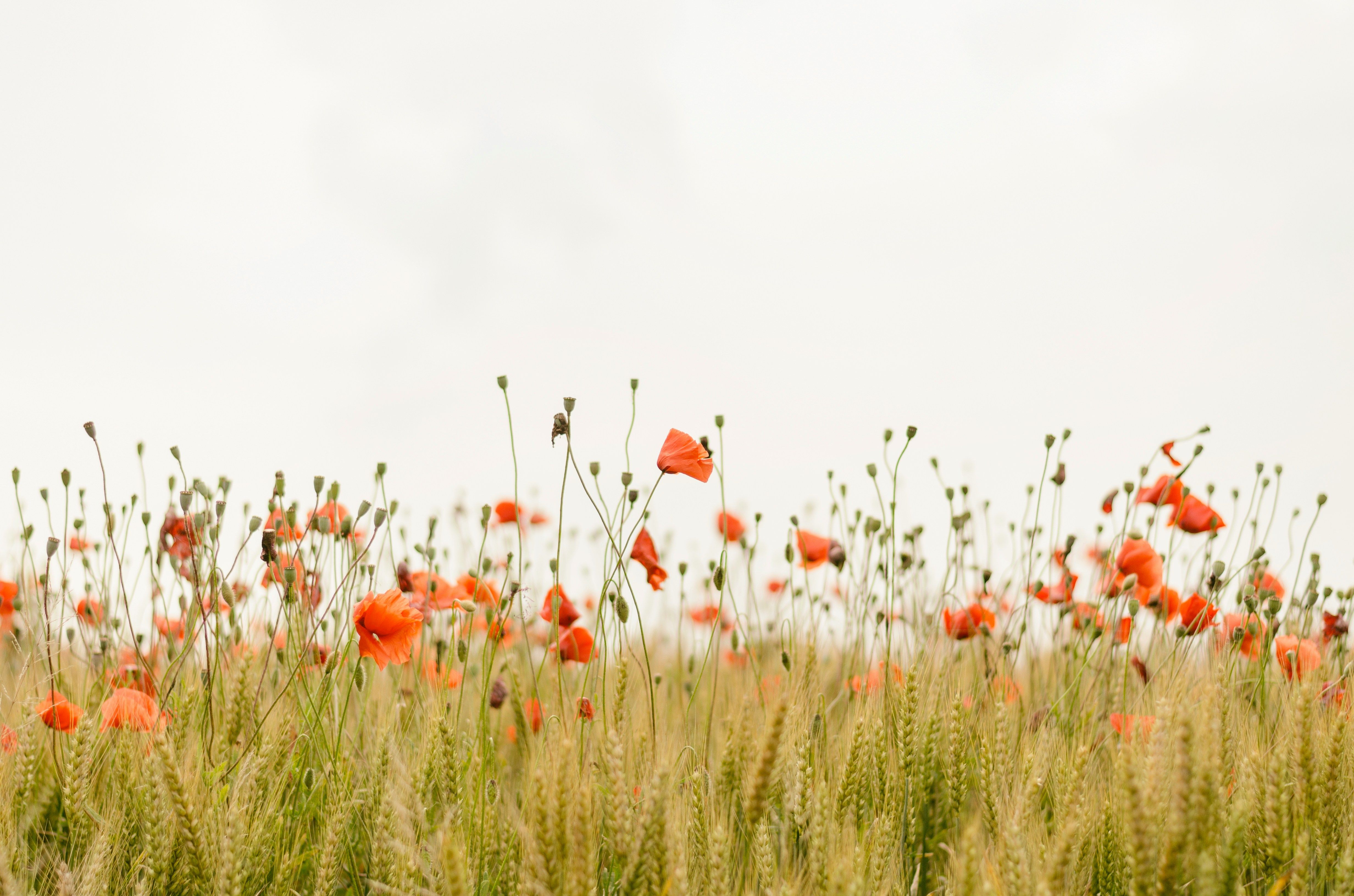 Orange poppies in a field of wheat